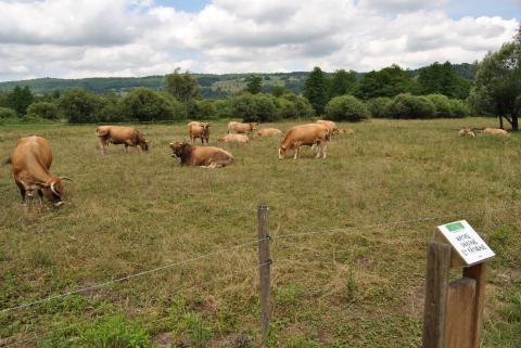 Pâturage dans l'ENS de l'Herrétang